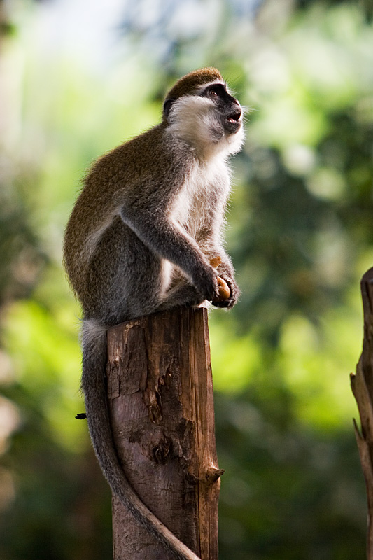 213   Wondo Genet   meerkat